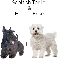 Scotchon Dog